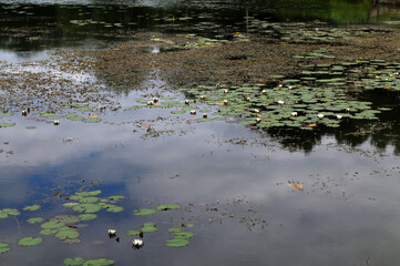 Blossoming white water lilly in a sunset over a nature reserve