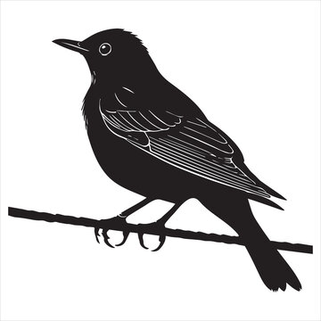 recommend clip art: Eurasian blackbird silhouette,  Blackbird Clipart, common blackbird Perched on a wire illustration in black and white