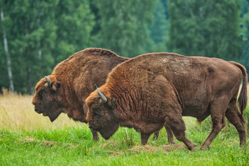Fototapeta premium Żubry z dzikiej starej Puszczy Białowieskiej piękne potężne zwierzęta