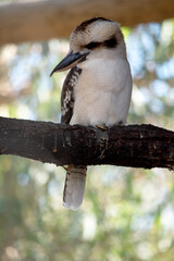 the laughing kookaburra has an off-white head, which is marked by a distinctive dark brown stripe which runs around each eye and along the centre of the head.