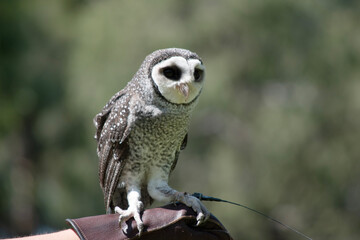 The lesser sooty owl is a dark sooty-grey in color, with large eyes in a grey face, fine white spotting above and below, and a pale belly.