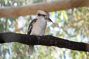the laughing kookaburra has an off-white head, which is marked by a distinctive dark brown stripe which runs around each eye and along the centre of the head.