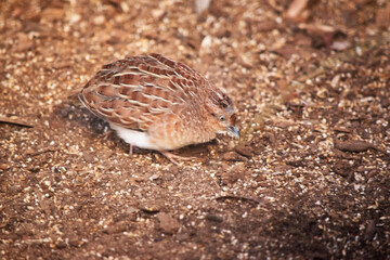 Obraz premium The Little Button-quail is a small reddish brown bird with narrow white streaks on its upper parts