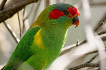 the musk lorikeet is mainly green with red on its face and beak