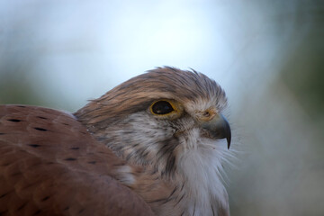 The Nankeen Kestrel is a slender falcon and is a relatively small raptor. The upper parts are mostly rufous, with some dark streaking.