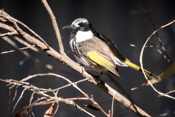The New Holland Honeyeater is mostly black and white, with a large yellow wing patch and yellow sides on the tail.