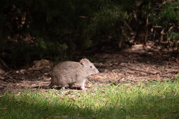 The Long-nosed Potoroo have a brown to grey upper body and paler underbody. They have a long nose that tapers with a small patch of skin extending from the snout to the nose.