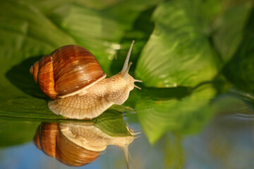 The grape snail, a large mollusk with a large curved brown shell, crawls around the garden