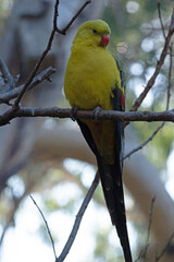 The female regent parrot is all light green. It has yellow shoulder patches and a narrow red band crosses the centre of the wings