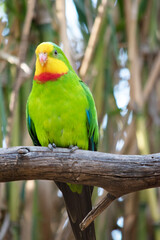 the superb parrot has a green body with red under its neck and yellow forehead and chin