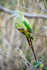 the female superb parrot has a green body  and an orange beak