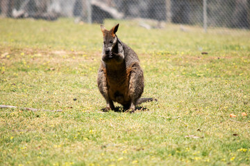The swamp wallaby has dark brown fur, often with lighter rusty patches on the belly, chest and base of the ears.