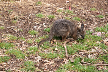 The tammar wallaby has dark greyish upperparts with a paler underside and rufous-coloured sides and limbs. The tammar wallaby has white stripes on its face