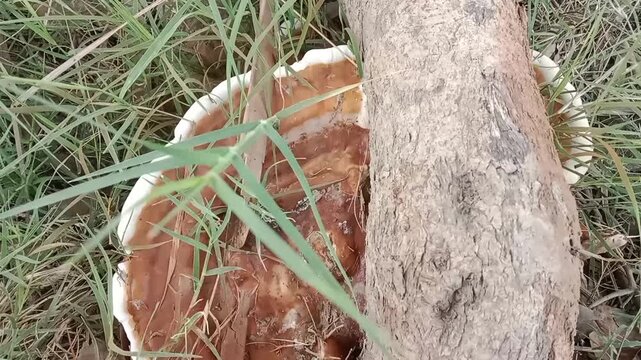 Ganoderma sessile fungus or reishi mushroom in brown and white colour or big brown and white Lingzhi mushrooms