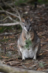 the tammar wallaby  has dark greyish upperparts with a paler underside and rufous-coloured sides and limbs. The tammar wallaby has white stripes on its face.