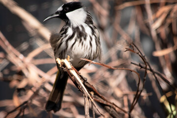 The white cheeked honeyeater has a large bright yellow tail and wing panels, with a large conspicuous white cheek patch on a mainly black head.