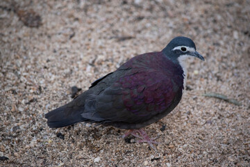 The white-breasted ground dove, white-bibbed ground dove, or purple ground dove