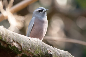 The white browed woodswallow is a grey bird with a dark grey face and white eyebrow