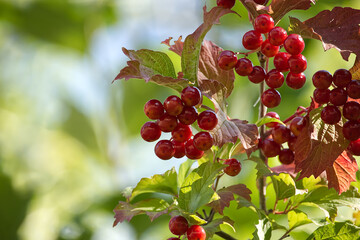 Close-up of viburnum opulus, red berries and autumn leaves in sunlight