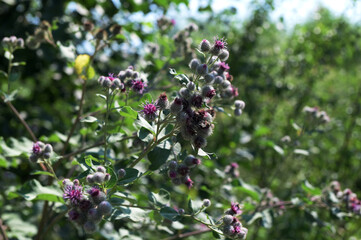 Flowering Great Burdock (Arctium lappa), selective focus