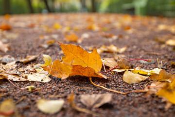 leaf fall season, autumn nature background with maple leaf on the ground
