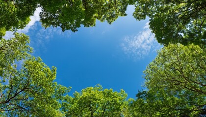 Obraz premium Looking up at the green tops of trees with blue sky in background