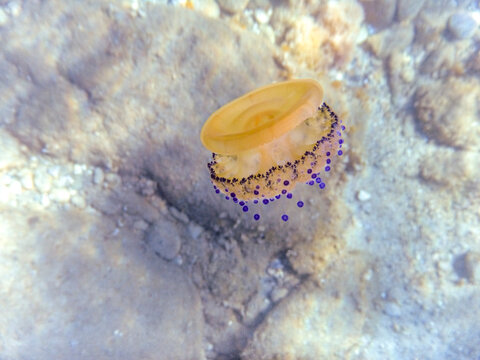 Medusa Cassiopea Mediterranea sottosopra che nuota nel mare