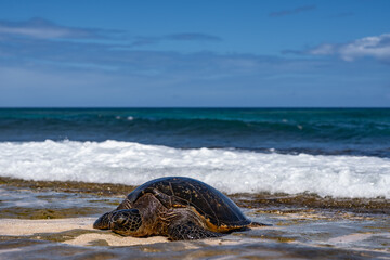 The green sea turtle (Chelonia mydas), green turtle, black (sea) turtle or Pacific green turtle, is a large species of sea turtles of the family Cheloniidae. Laniakea Beach, North Shore, Oahu Hawaii