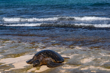 The green sea turtle (Chelonia mydas), green turtle, black (sea) turtle or Pacific green turtle, is a large species of sea turtles of the family Cheloniidae. Laniakea Beach, North Shore, Oahu Hawaii