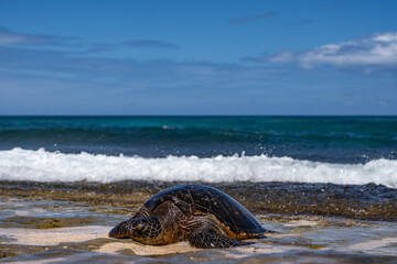 The green sea turtle (Chelonia mydas), green turtle, black (sea) turtle or Pacific green turtle, is a large species of sea turtles of the family Cheloniidae. Laniakea Beach, North Shore, Oahu Hawaii