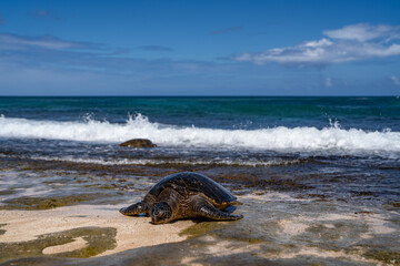 The green sea turtle (Chelonia mydas), green turtle, black (sea) turtle or Pacific green turtle, is a large species of sea turtles of the family Cheloniidae. Laniakea Beach, North Shore, Oahu Hawaii