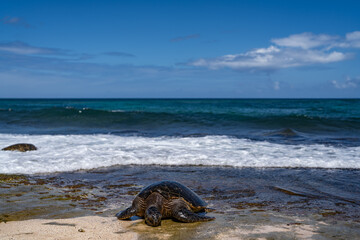 The green sea turtle (Chelonia mydas), green turtle, black (sea) turtle or Pacific green turtle, is a large species of sea turtles of the family Cheloniidae. Laniakea Beach, North Shore, Oahu Hawaii