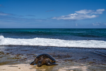 The green sea turtle (Chelonia mydas), green turtle, black (sea) turtle or Pacific green turtle, is a large species of sea turtles of the family Cheloniidae. Laniakea Beach, North Shore, Oahu Hawaii