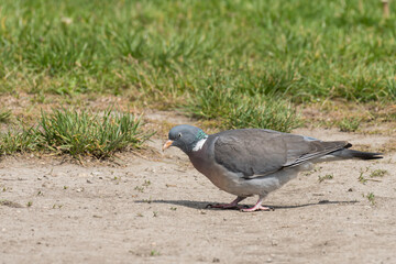 A Common wood pigeon looking for food on the ground