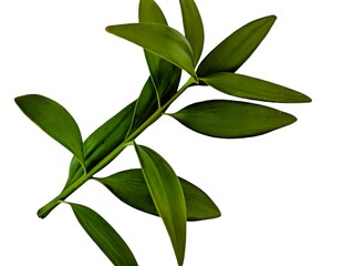 damar twigs and leaves (Agathis dammara (Lamb.) Rich ) isolated on white background