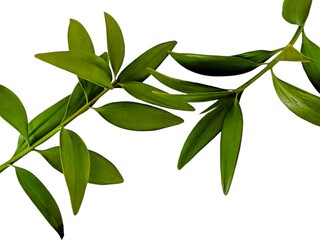 damar twigs and leaves (Agathis dammara (Lamb.) Rich ) isolated on white background