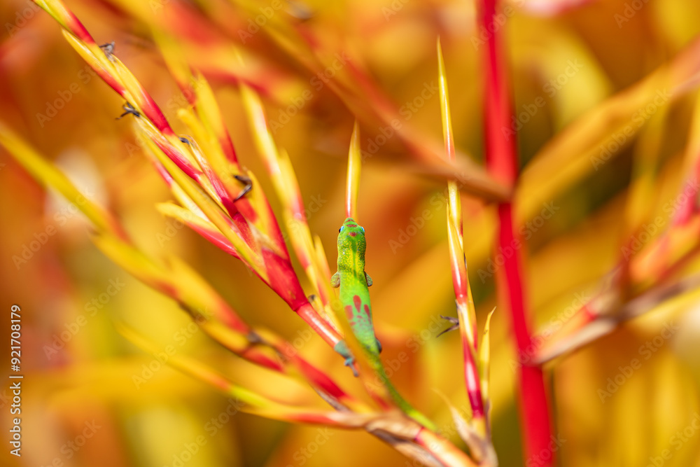 Wall mural the gold dust day gecko feeds on insects and nectar. aechmea blanchetiana / orangeade bromeliad. (ph