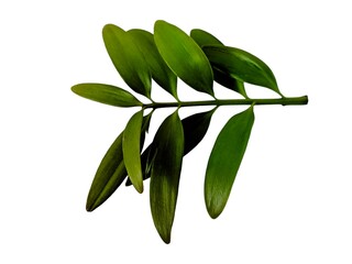 damar twigs and leaves (Agathis dammara (Lamb.) Rich ) isolated on white background