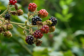 Rubus