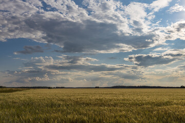 A field of grass with a cloudy sky in the background