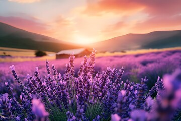 Fototapeta premium Beautiful landscape with lavender at sunset. Colorful nature with purple flower