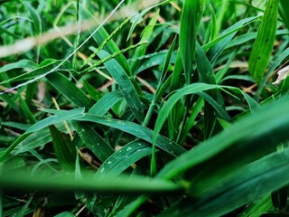 natural scenery background green and blue sky
