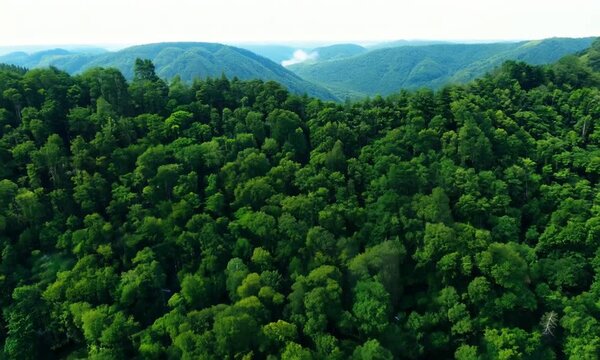  Aerial top view green forest with drone