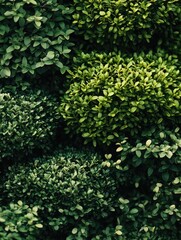 Green Plant Close-Up