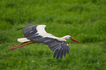 White Stork