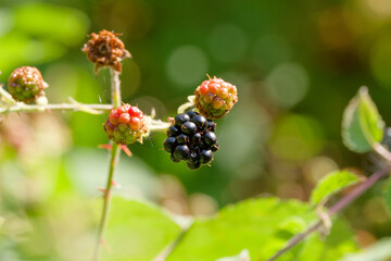 Ripe blackberry on a bush