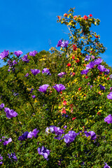 Obraz premium bushes covered in flowers, wild flowers, colorful flowers on bush, colorful nature