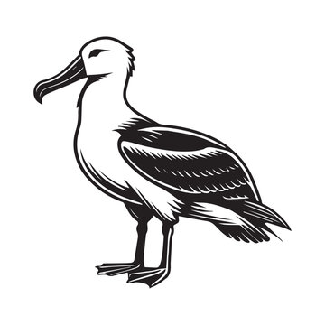 recommend clip art: Albatross silhouette, Diomedeidae Bird Clipart, A standing Albatross illustration in black and white