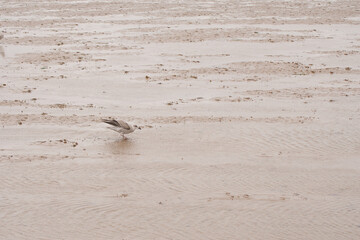 Gull standing on mud flats at low tide