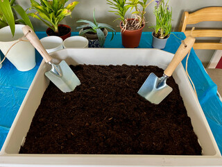 Plastic container with soil for transplanting plants at swap festival. Live plants and earth trowels